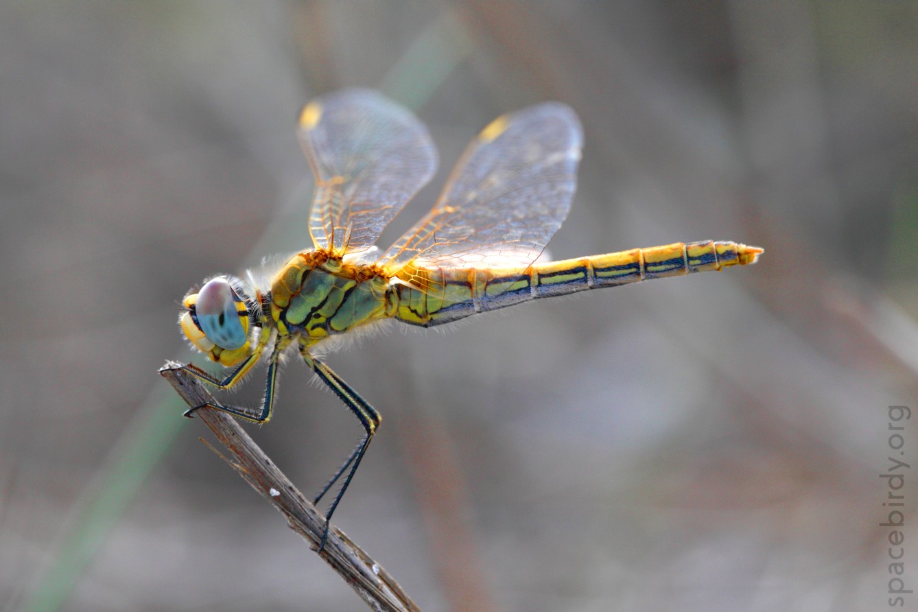 Sympetrum fonscolombii