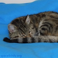 Katze