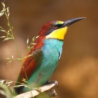 Merops apiaster